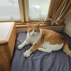 Meet Mower: A Chonky Orange & White Cat